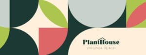 huge monstera Massive Monstera in Matte Planter main image 0